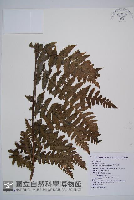 生根卷柏藏品圖，第1張