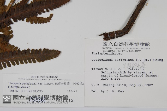 截葉金星蕨藏品圖，第2張
