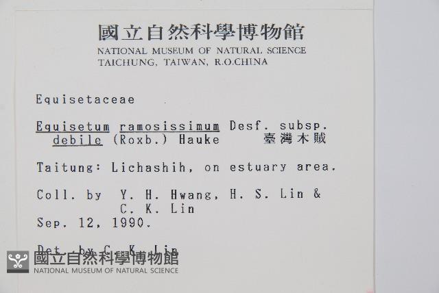 臺灣木賊藏品圖，第2張