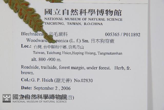 日本狗脊蕨藏品圖，第2張