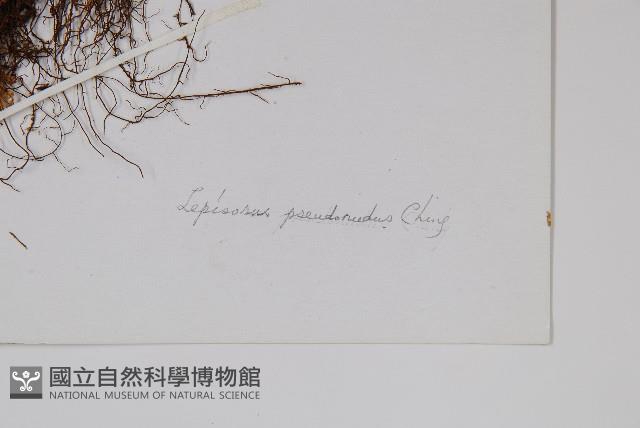 長瓦葦藏品圖，第2張