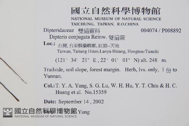 雙扇蕨藏品圖，第2張