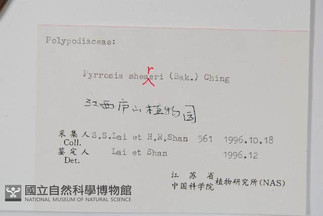 盧山石葦藏品圖，第1張