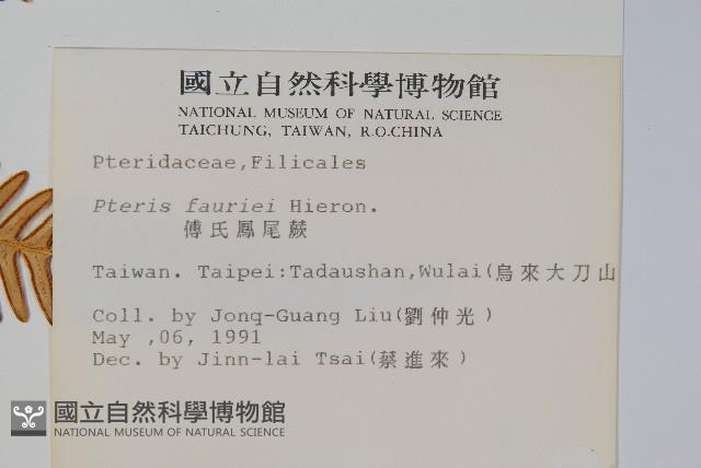 傅氏鳳尾蕨藏品圖，第2張