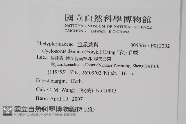 野小毛蕨藏品圖，第2張