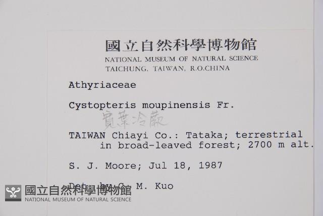 寬葉冷蕨藏品圖，第2張