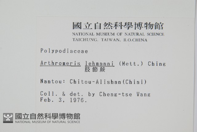 肢節蕨藏品圖，第2張