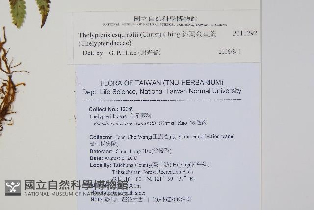 斜葉金星蕨藏品圖，第2張