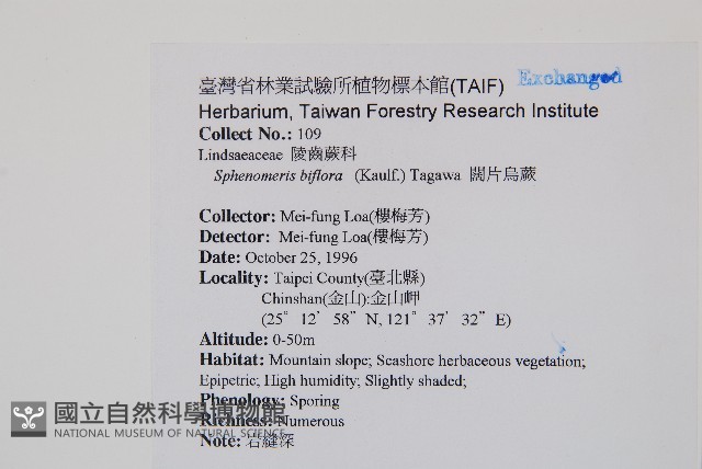 闊片烏蕨藏品圖，第2張