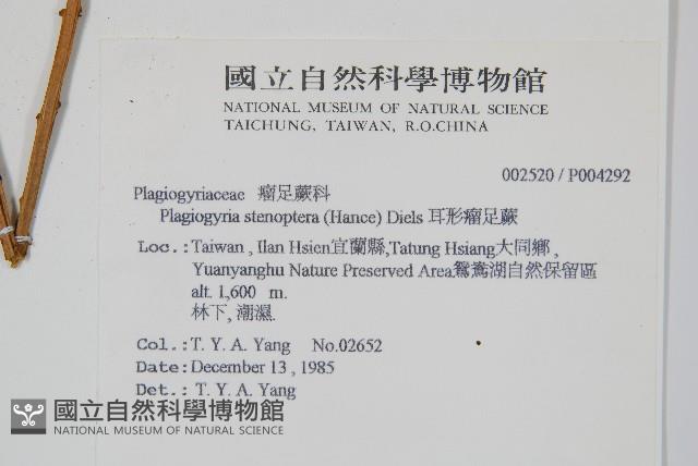 耳形瘤足蕨藏品圖，第2張