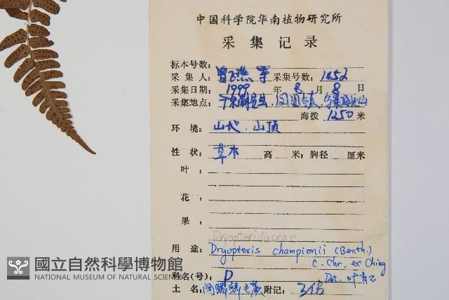 闊鱗鱗毛蕨藏品圖，第2張