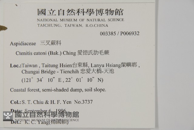 愛德氏肋毛蕨藏品圖，第2張