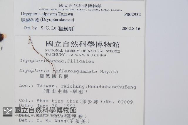 腺鱗毛蕨藏品圖，第2張