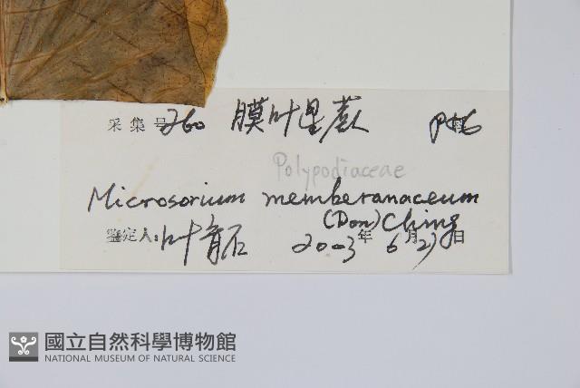 膜葉星蕨藏品圖，第2張