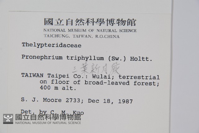 新月蕨藏品圖，第2張