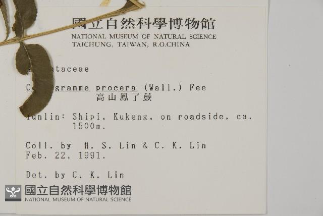 華鳳丫蕨藏品圖，第2張