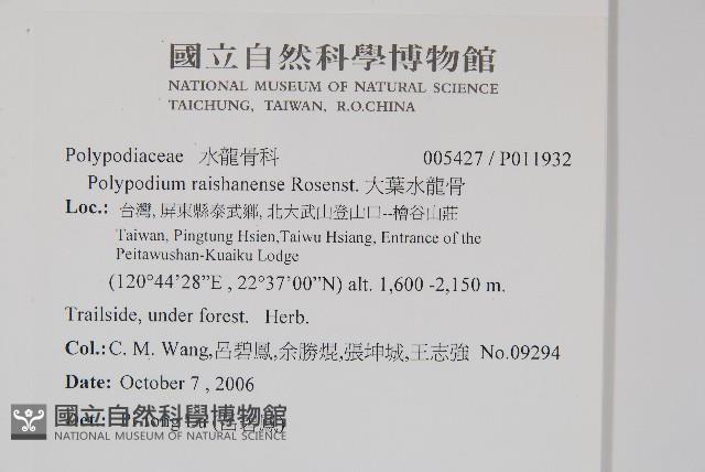 大葉水龍骨藏品圖，第2張