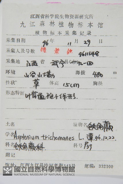 鐵角蕨藏品圖，第2張