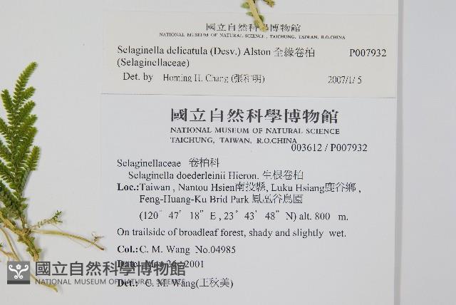 全緣卷柏藏品圖，第2張