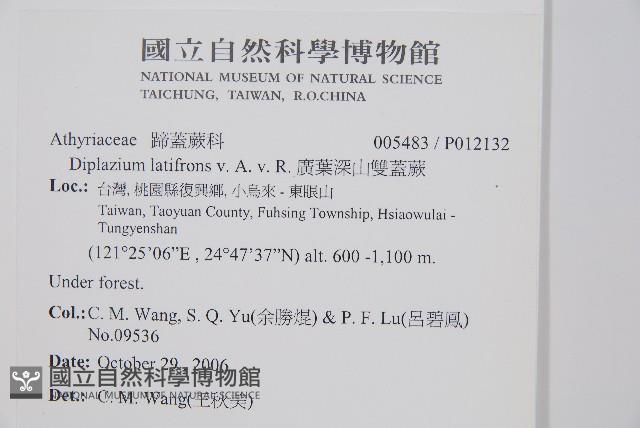 廣葉深山雙蓋蕨藏品圖，第2張