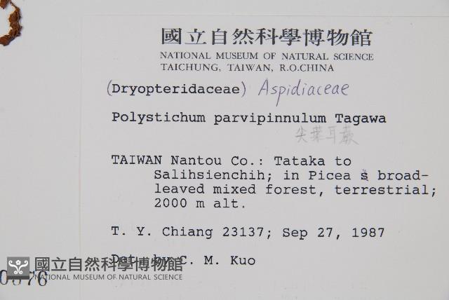 尖葉耳蕨藏品圖，第2張
