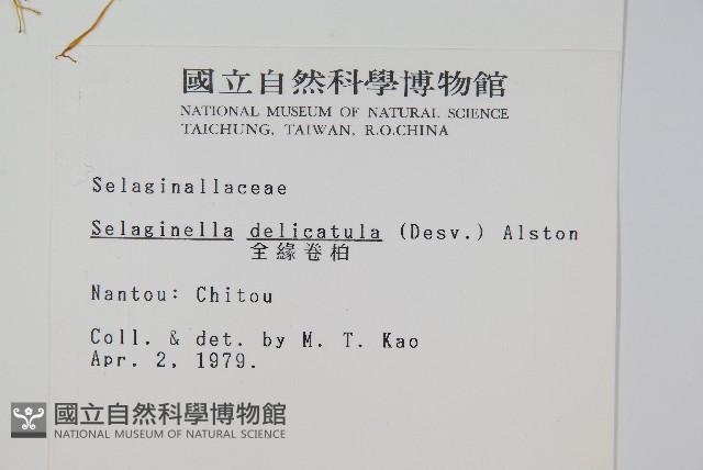 全緣卷柏藏品圖，第2張