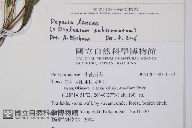 單葉雙蓋蕨藏品圖，第2張