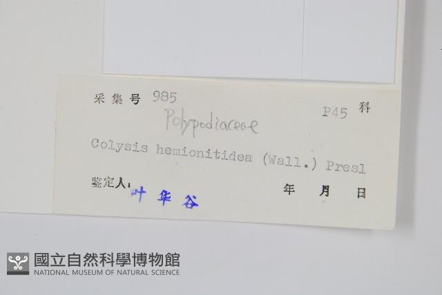 斷線蕨藏品圖，第2張