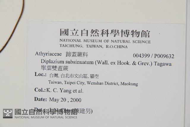 單葉雙蓋蕨藏品圖，第2張