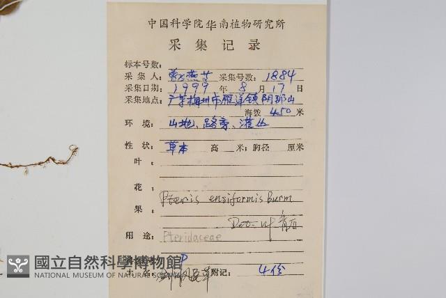 箭葉鳳尾蕨藏品圖，第1張