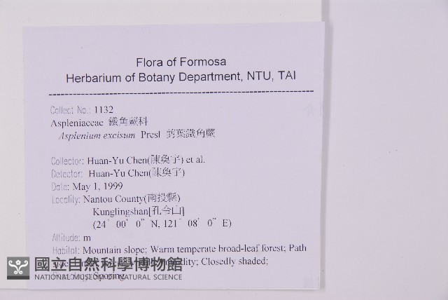 剪葉鐵角蕨藏品圖，第2張