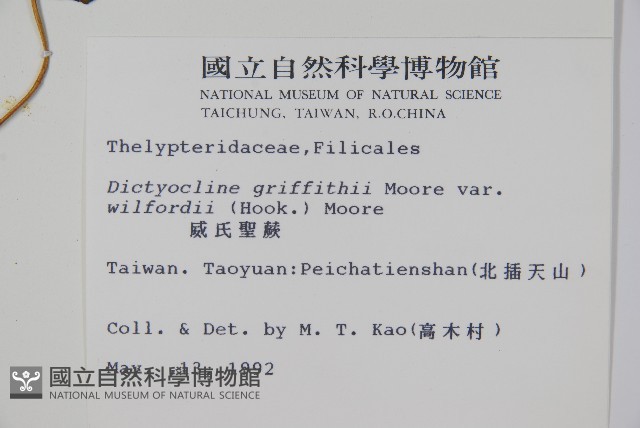 威氏聖蕨藏品圖，第2張