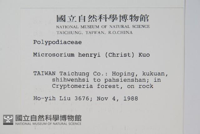 大星蕨藏品圖，第2張