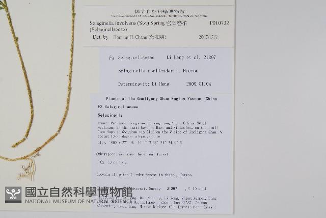 密葉卷柏藏品圖，第2張