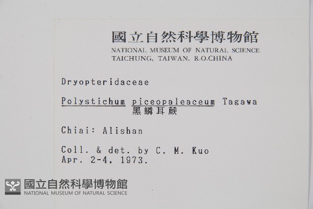 黑鱗耳蕨藏品圖，第2張