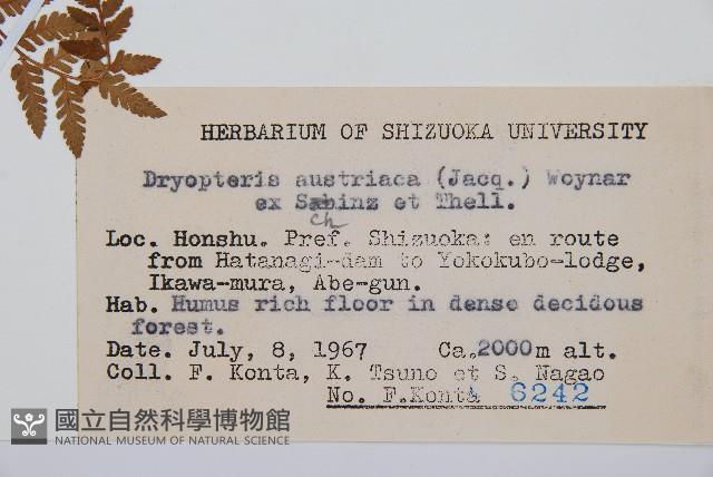 闊葉鱗毛蕨藏品圖，第2張