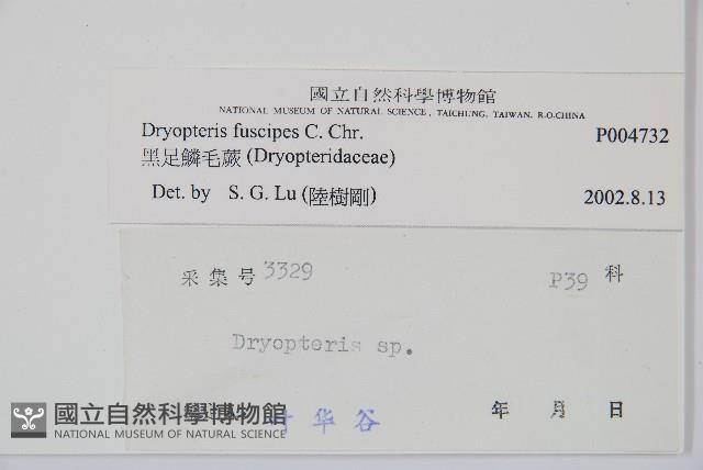 黑足鱗毛蕨藏品圖，第2張