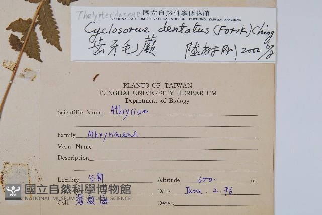 野毛蕨藏品圖，第2張