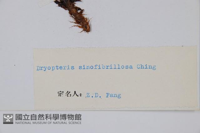 密鱗鱗毛蕨藏品圖，第2張