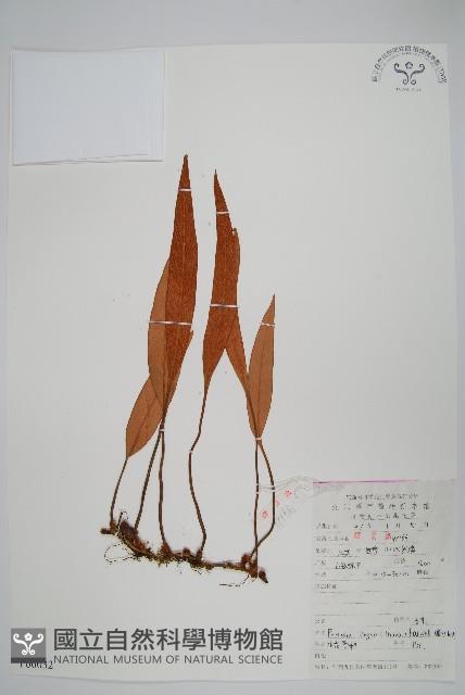 石葦藏品圖，第1張