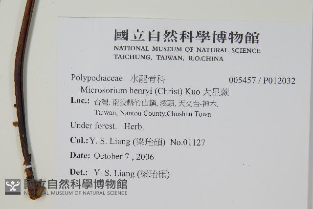 大星蕨藏品圖，第2張