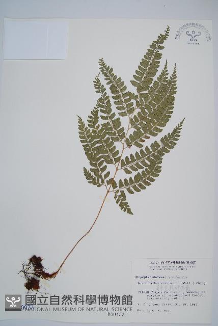 斜方複葉耳蕨藏品圖，第1張