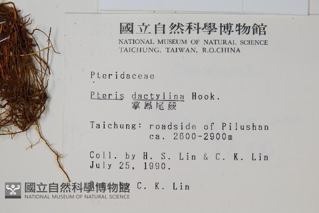 掌鳳尾蕨藏品圖，第2張