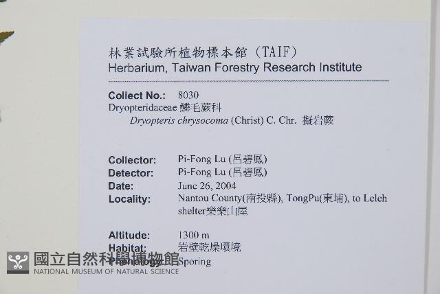 擬岩蕨藏品圖，第2張
