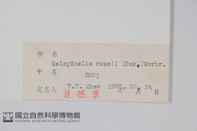 鹿角卷柏藏品圖，第2張