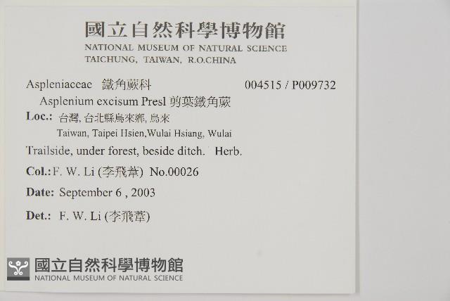 剪葉鐵角蕨藏品圖，第2張