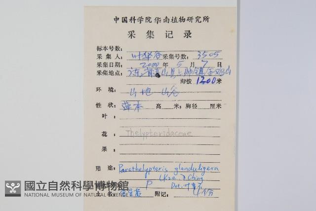 密腺副金星蕨藏品圖，第2張