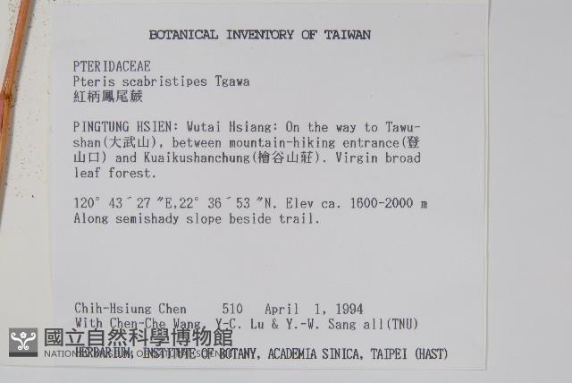 紅柄鳳尾蕨藏品圖，第2張