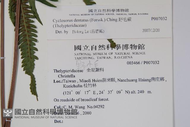 野毛蕨藏品圖，第2張