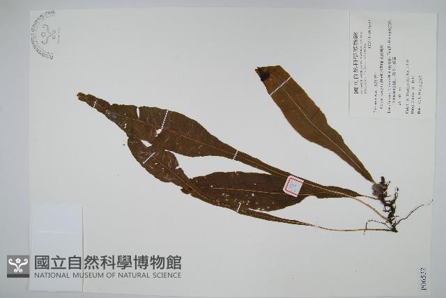 萊氏線蕨藏品圖，第1張